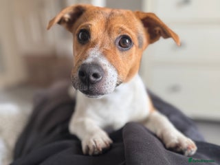 Jack Russell dogs - Advert 18