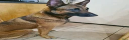 Belgian Shepherd Dog dogs for sale: Belgian Malinois - Advert 3