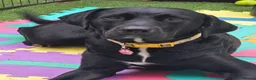 Mixed Breed dogs for sale: Looking for a loving home - 2 year old bullador - Advert 5