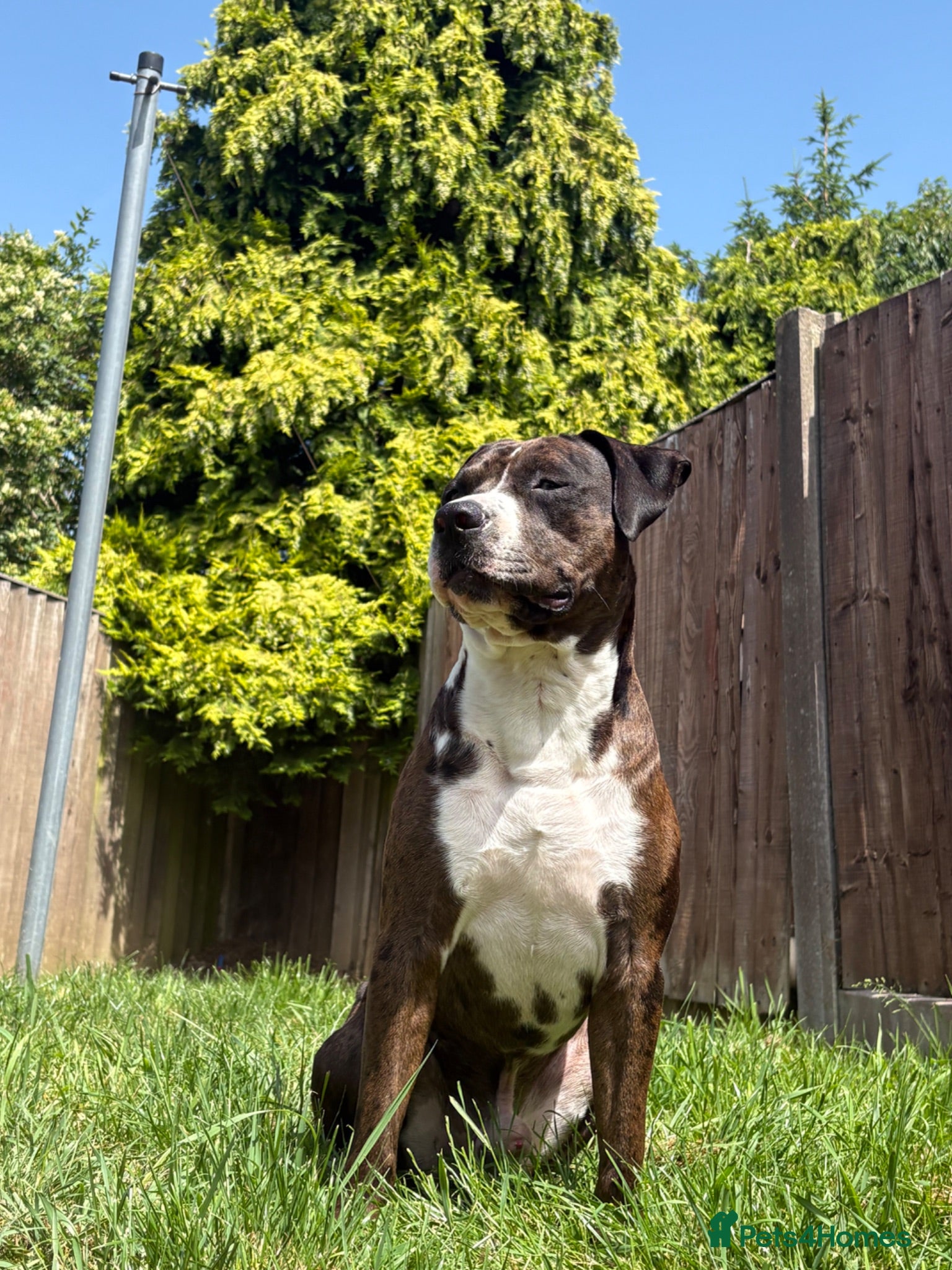 Staffordshire Bull Terrier dogs Beautiful stud  - Advert 15