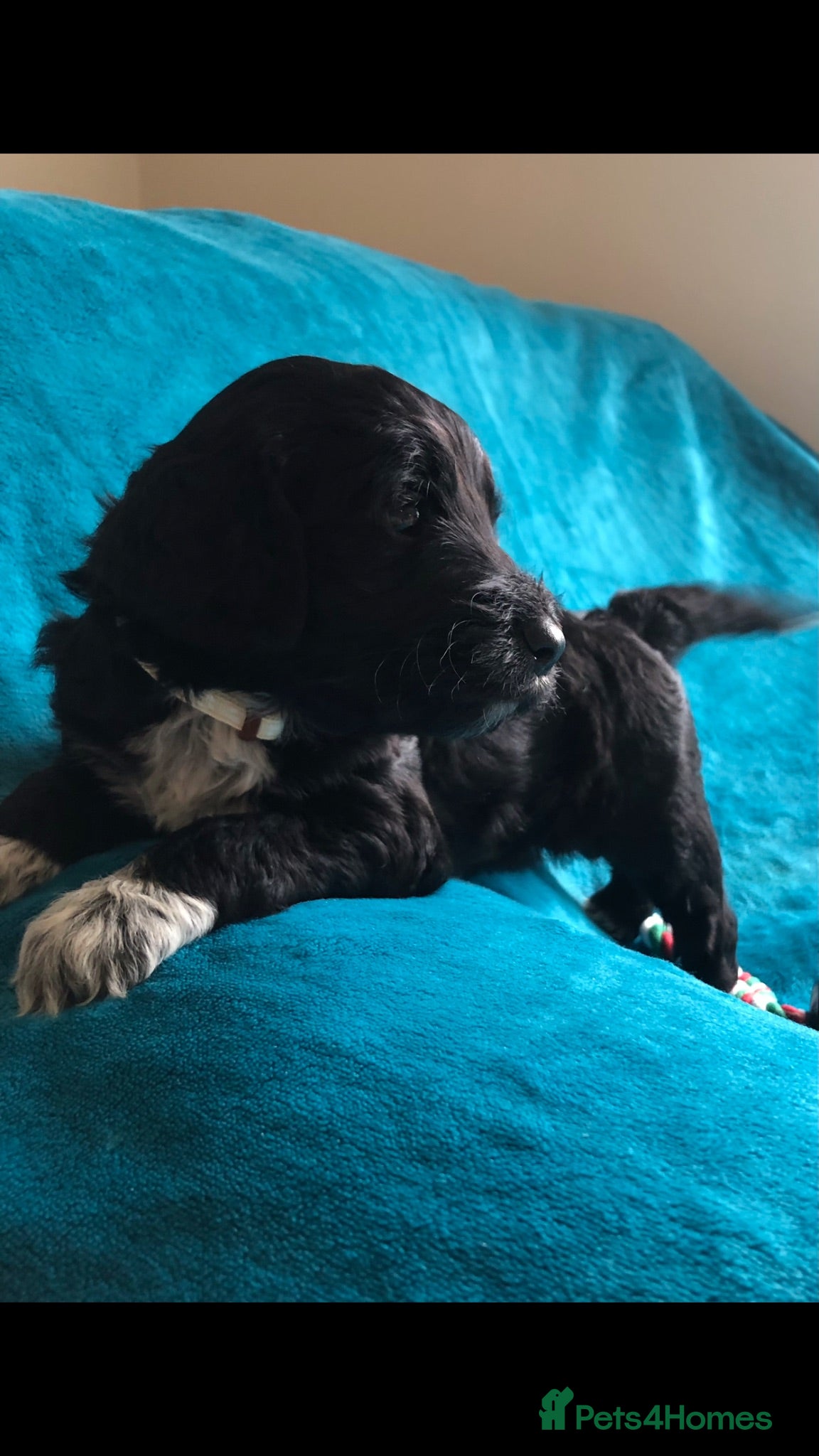 Cockapoo dogs Exclusive cockapoo puppies . - Advert 2