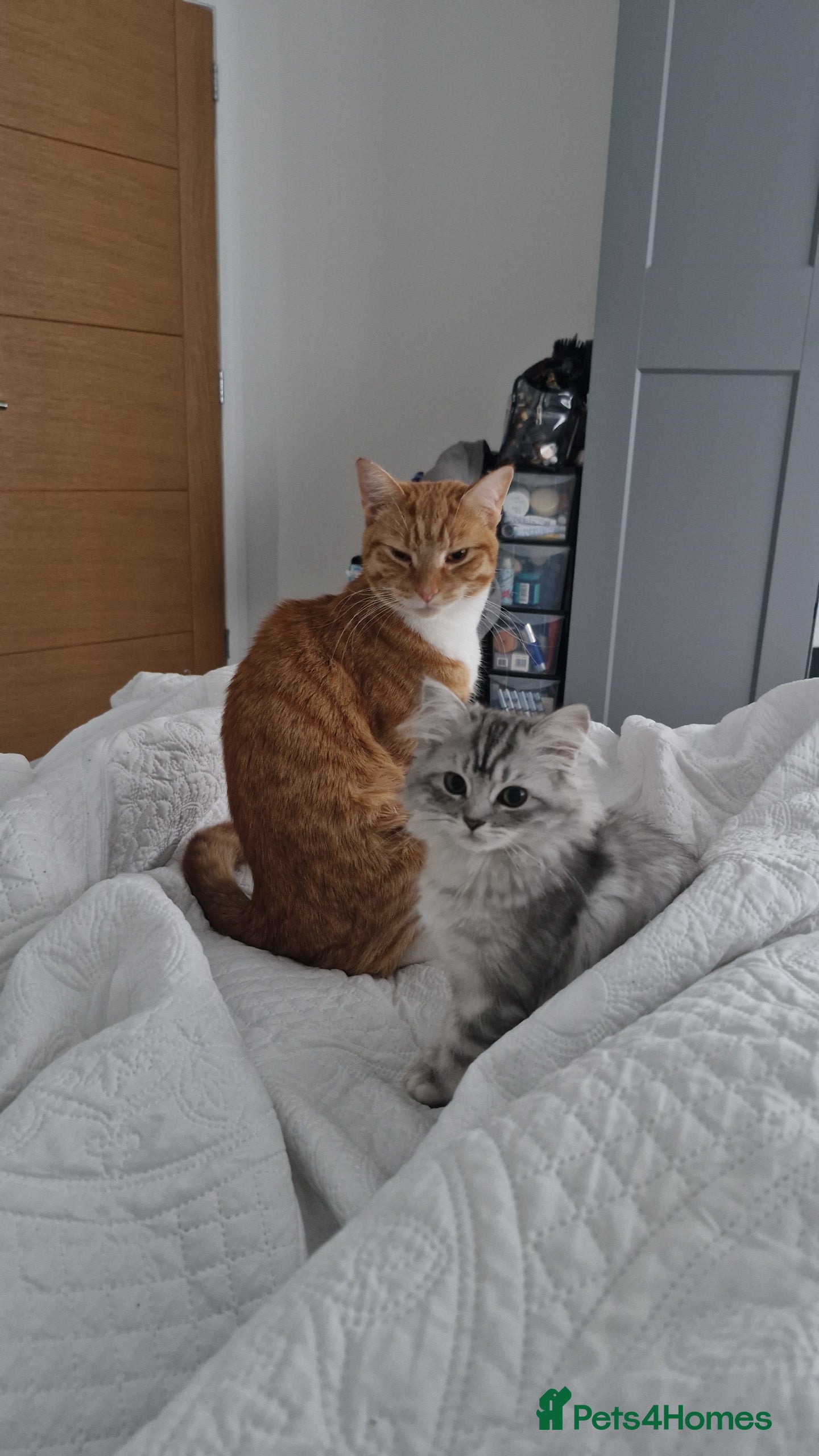 Perdoll cats Persian Ragdoll Kitten & Ginger Tabby Cat - Advert 3