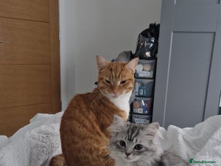 Perdoll cats Persian Ragdoll Kitten & Ginger Tabby Cat - Advert 3