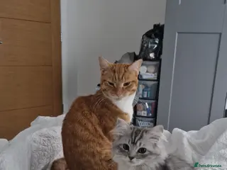 Perdoll cats Persian Ragdoll Kitten & Ginger Tabby Cat - Advert 2