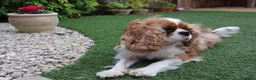 Cavalier King Charles Spaniel dogs for sale: Skye: Fully Trained Pedigree Cavalier - Kind Girl - Advert 10