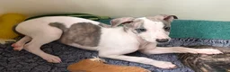 Whippet dogs for sale: Kennel Club Registered Whippet Pups Available  - Advert 11