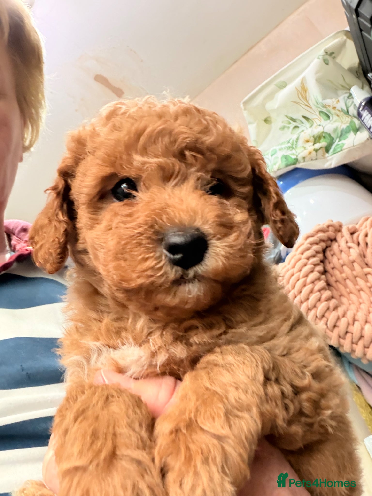 Maltipoo dogs MALTIPOOS RED  - Advert 1