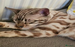 Bengal cats for sale: Stunning Snow bengal for sale!! - Advert 4