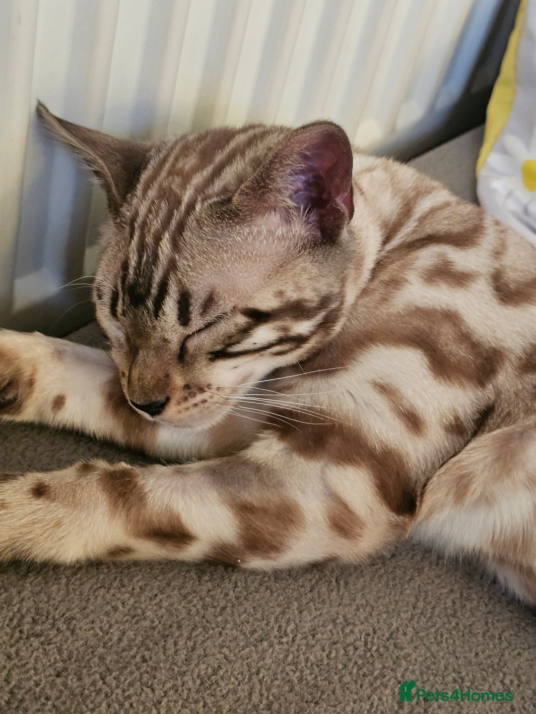 Bengal cats for sale: Stunning Snow bengal for sale!! - Advert 4