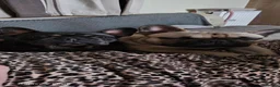 French Bulldog dogs for stud: 🐕🐕KC REG RONNIE FOR STUD 🐶🐶  - Advert 12