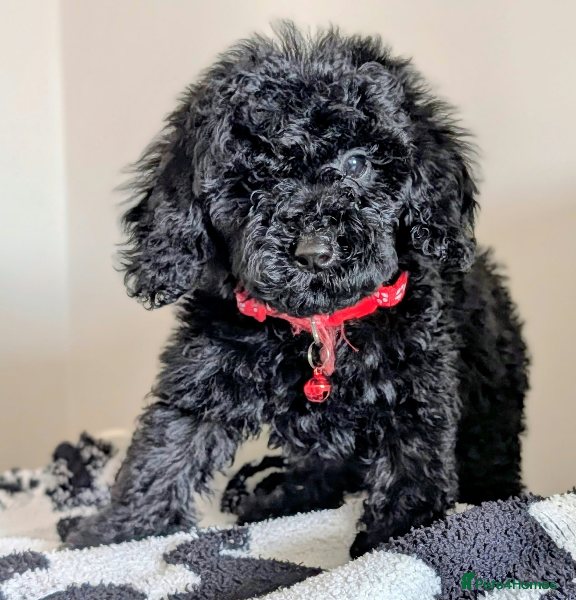Cavapoochon dogs PRA Clear Genetically Tested Cavapoochons Ready - Advert 2
