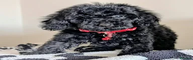 Cavapoochon 6 Ebony