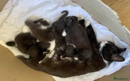 Mixed Breed cats for sale: 3 KITTENS FOR SALE - Image 6