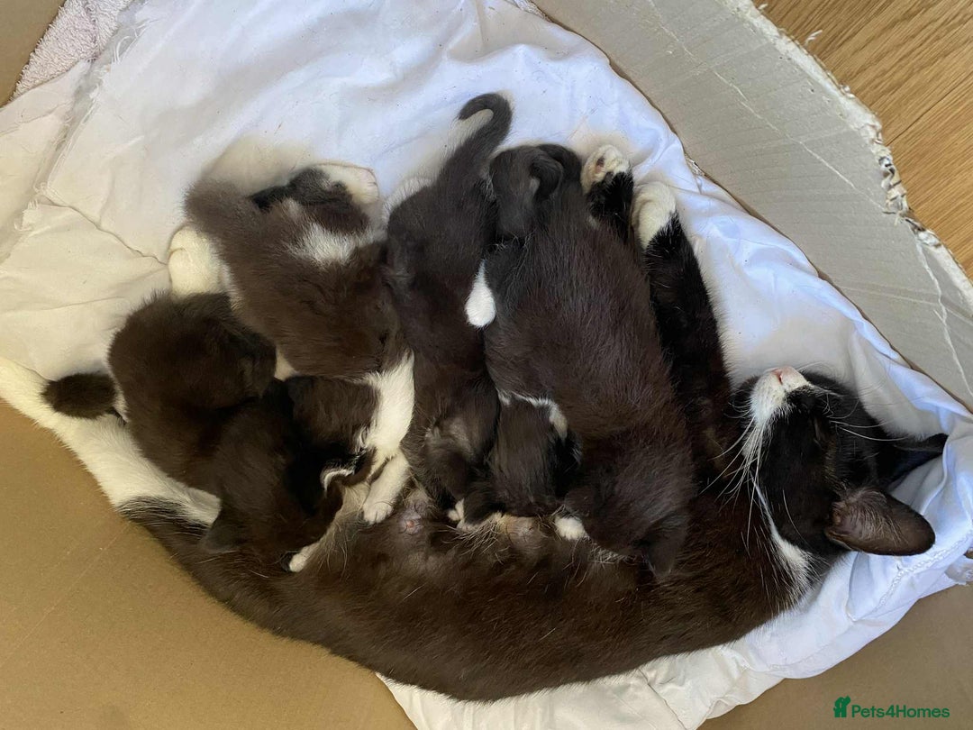 Mixed Breed cats for sale: 3 KITTENS FOR SALE - Image 6