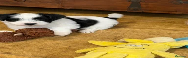 Havanese Puppy 2