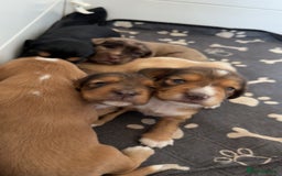 Cocker Spaniel dogs for sale: 1 stunning little boy cockerspaniel  - Image 15