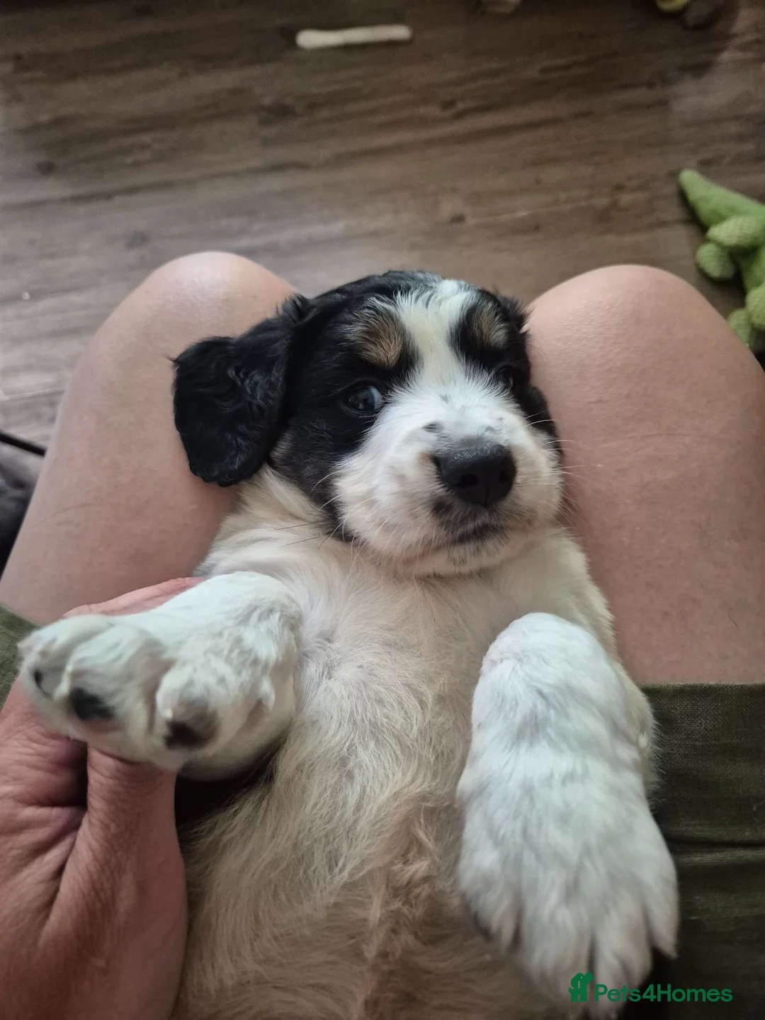 Mixed Breed dogs for sale: X2 Very cute Working cocker x Border Collie pups  in Deal - Advert 1