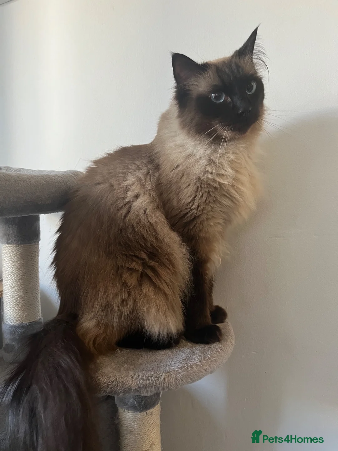 Ragdoll cats for sale: Loving 3 Year old Male Ragdoll - Advert 9