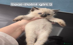 Ragdoll cats for sale: 12 half-Ragdolls (£150-£475) - Image 6