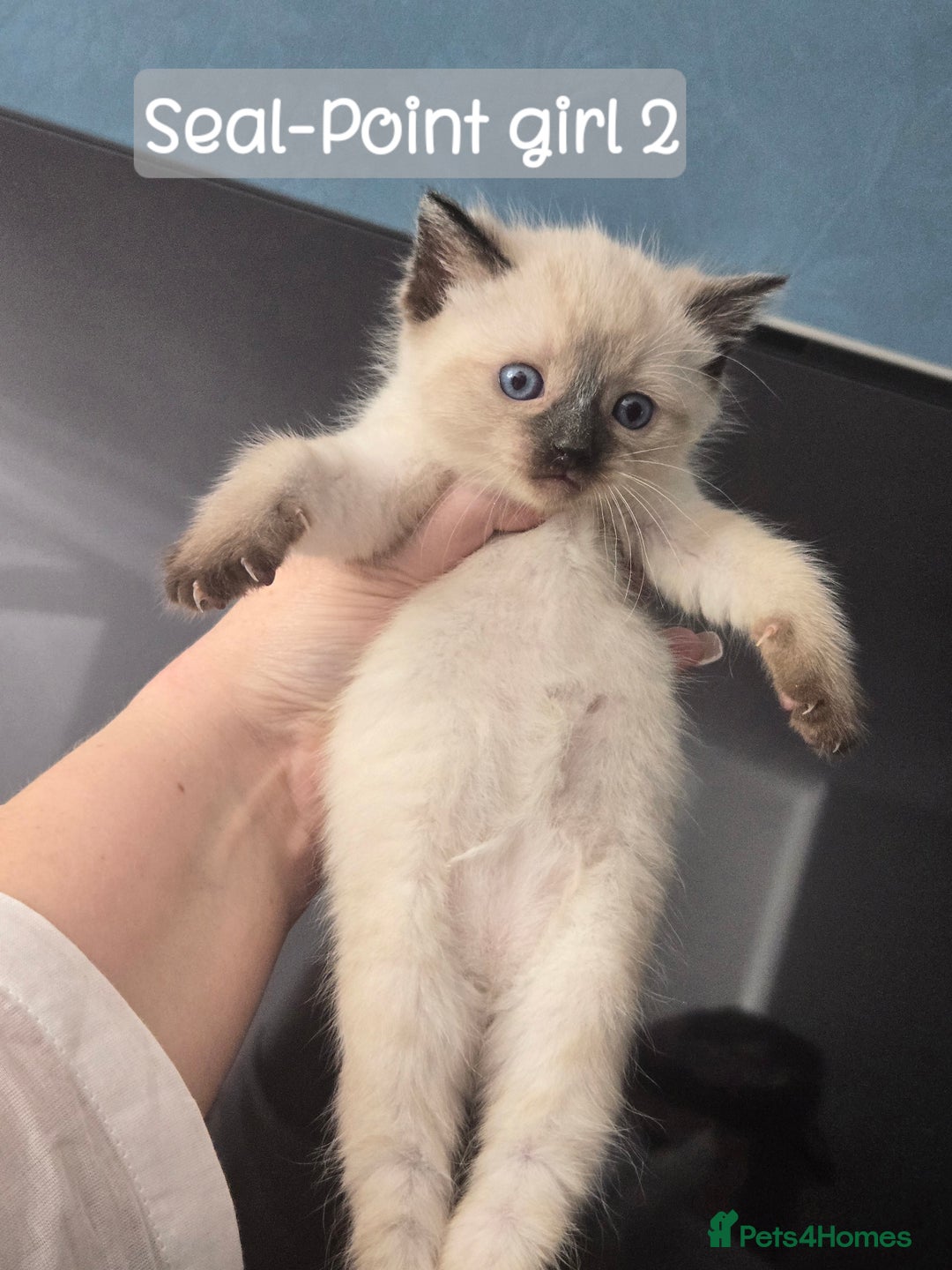 Ragdoll cats for sale: 12 half-Ragdolls (£150-£475) - Image 6