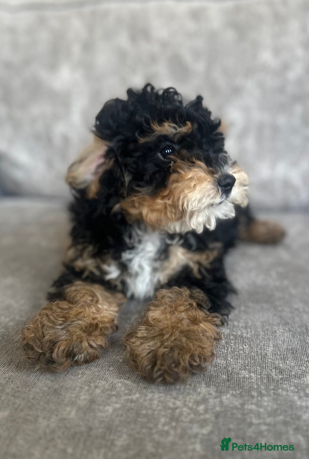Cavapoo dogs for sale: Adorable Cavapoos looking for family homes - Image 6