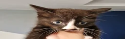 Mixed Breed cats for sale: Tobi and Poppy are looking for a new home - Advert 13