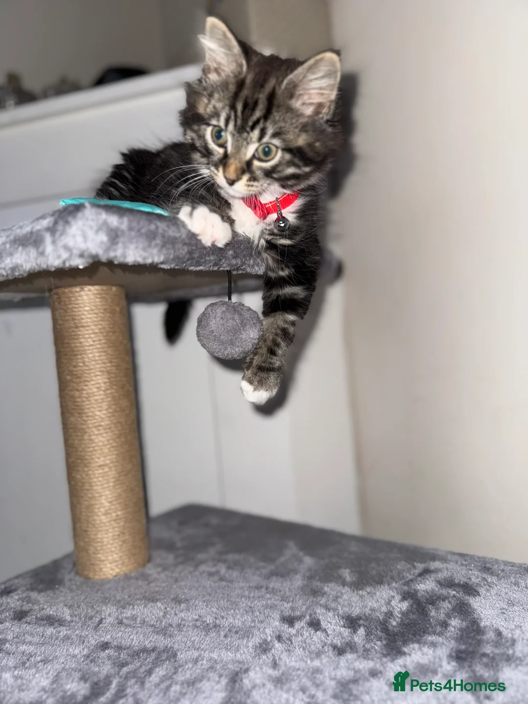 British Longhair cats for sale: Beautiful fluffy boy kitten - Advert 17