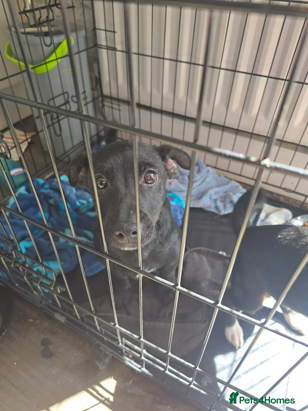 Mixed Breed dogs for sale: Male and female jackawaw - Advert 2