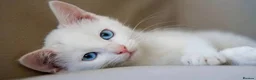Mixed Breed cats for sale: kittens ready for their new homes (ALL MALE!!) - Advert 7