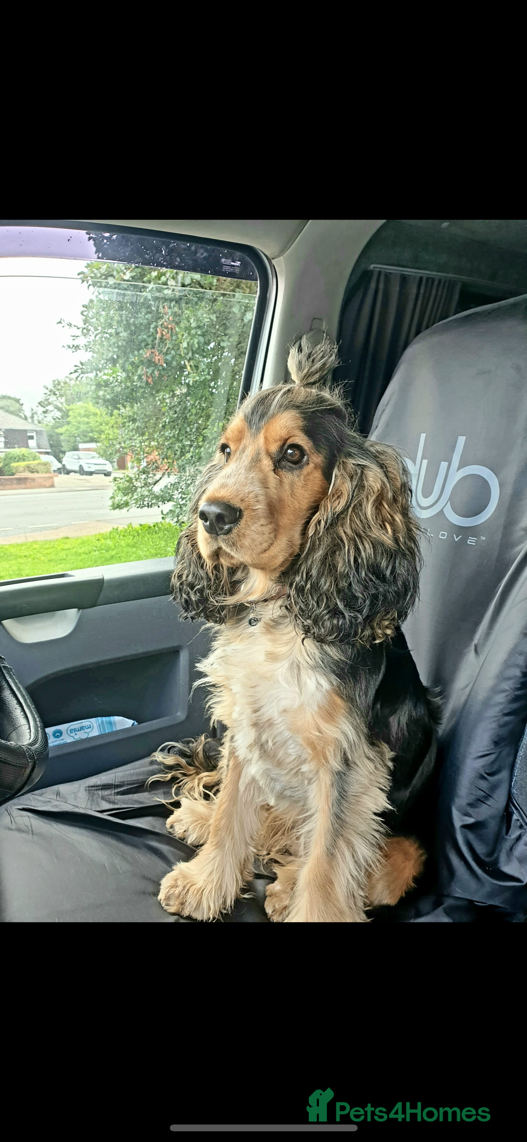 Cocker Spaniel dogs for sale: KC Registered Show Cocker puppies  - Advert 9