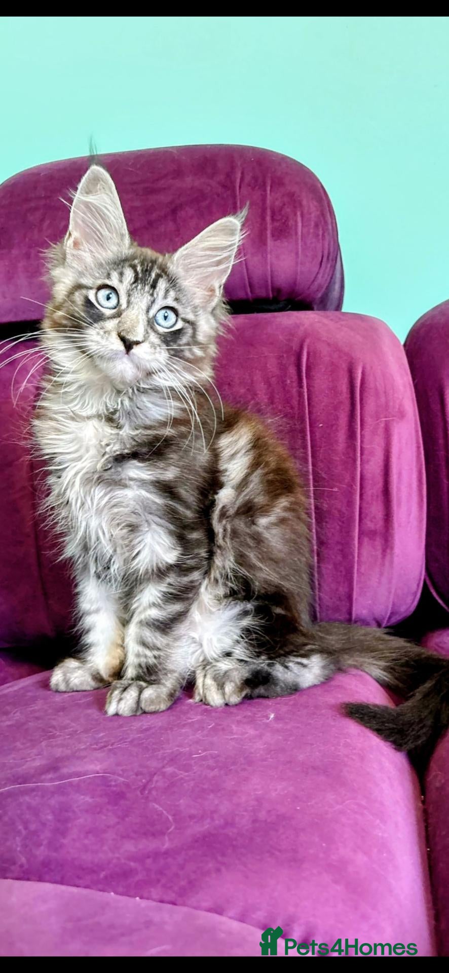 Maine Coon cats Pedigreed Maine Coon kittens - Advert 1