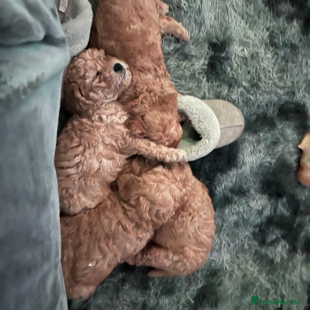 Australian Labradoodle dogs for sale: Fib Labradoodle puppies - Advert 8