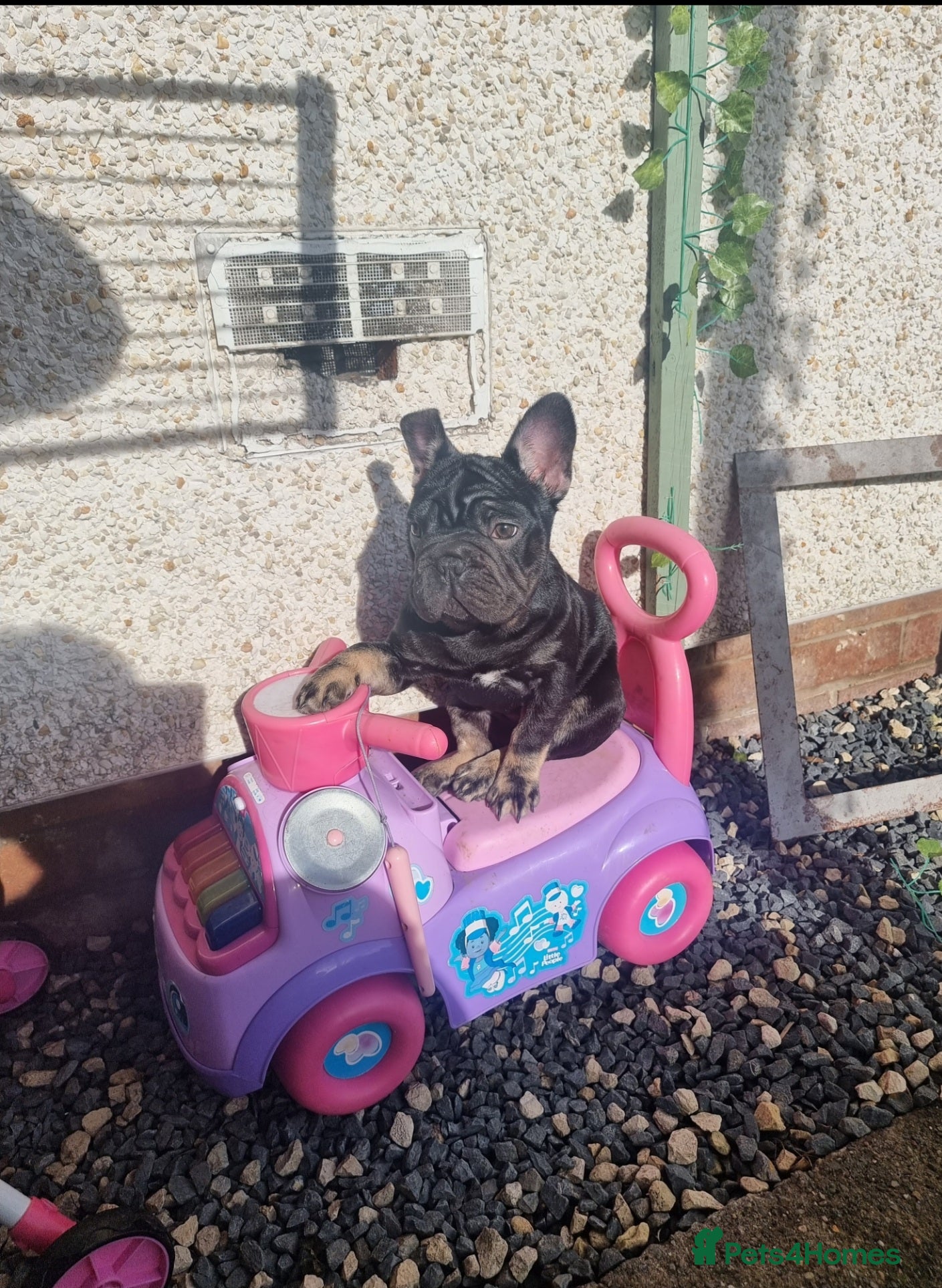 French Bulldog dogs COCO  - Advert 7