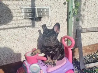 French Bulldog dogs COCO - Advert 7