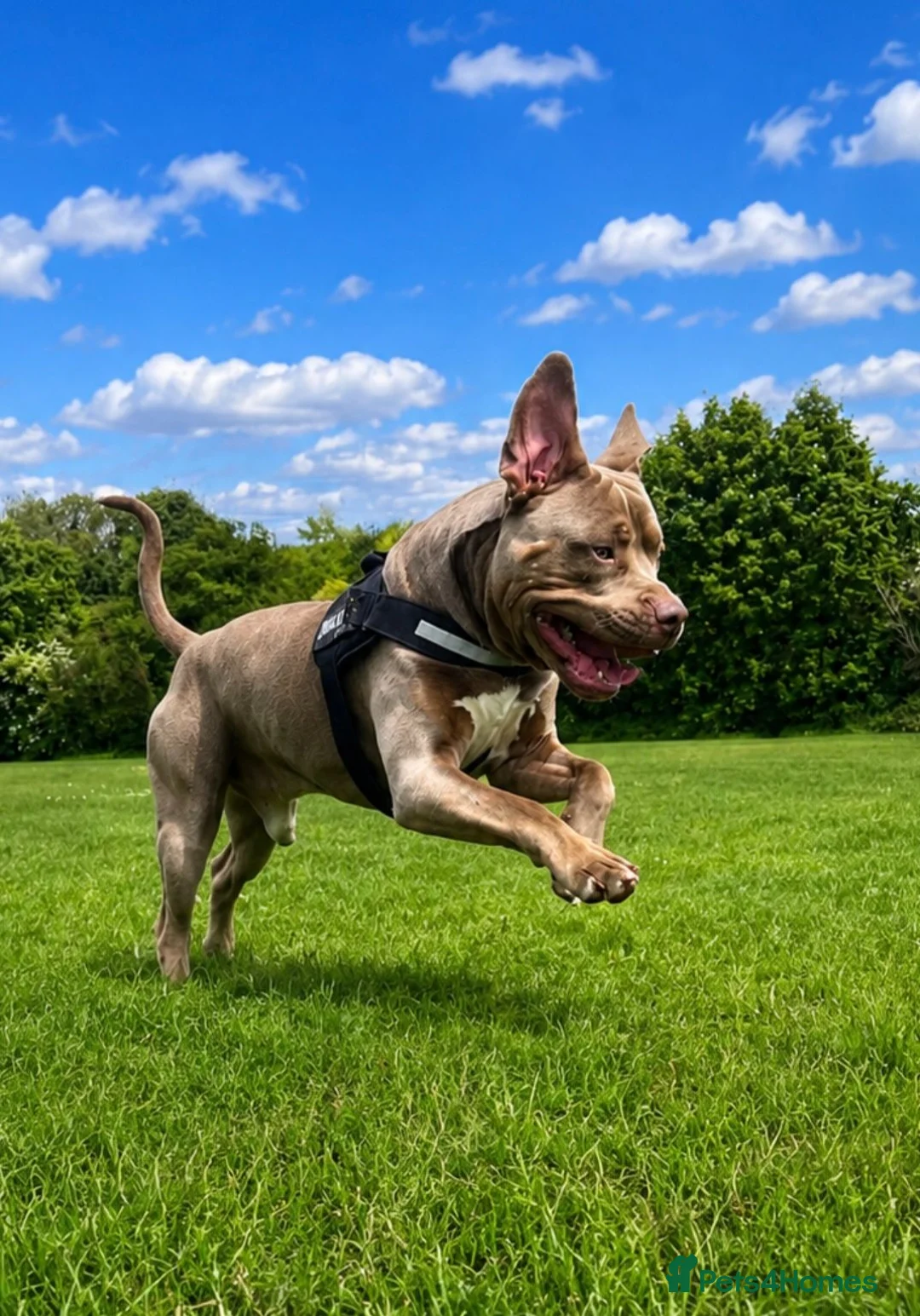 Mixed Breed dogs for sale: Meet Bruno 💗 - Advert 1