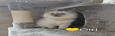 Ragdoll Kitten 4