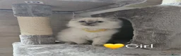 Ragdoll cats for sale: Ragdoll Kitten AVALIABLE  - Advert 21