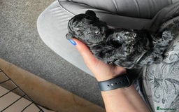 Toy Poodle dogs for sale: Gorgeous KC Toy Poodle Puppies 1 Boy Available - Image 10