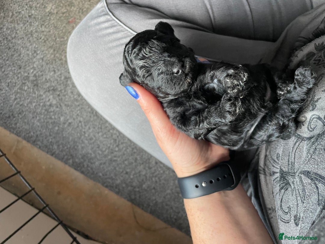 Toy Poodle dogs for sale: Gorgeous KC Toy Poodle Puppies 1 Boy Available - Image 10
