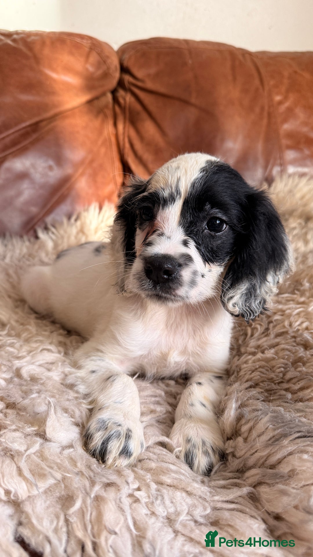 English Springer Spaniel dogs for sale: Stunning Litter of Beautiful Working ESS Puppies. - Advert 12