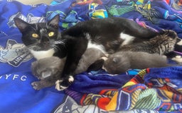 Mixed Breed cats for sale: Male grey playful affectionate kitten.  - Image 3