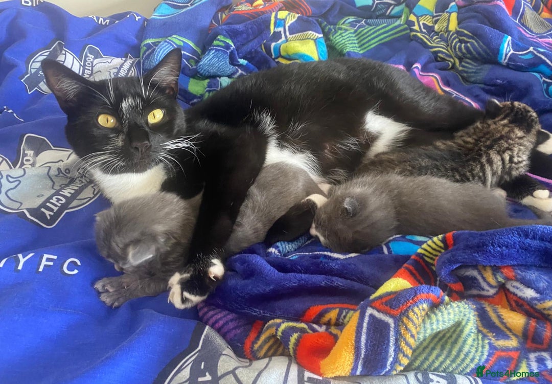 Mixed Breed cats for sale: Male grey playful affectionate kitten.  - Image 3