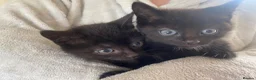 British Longhair cats for sale: Females - Advert 2