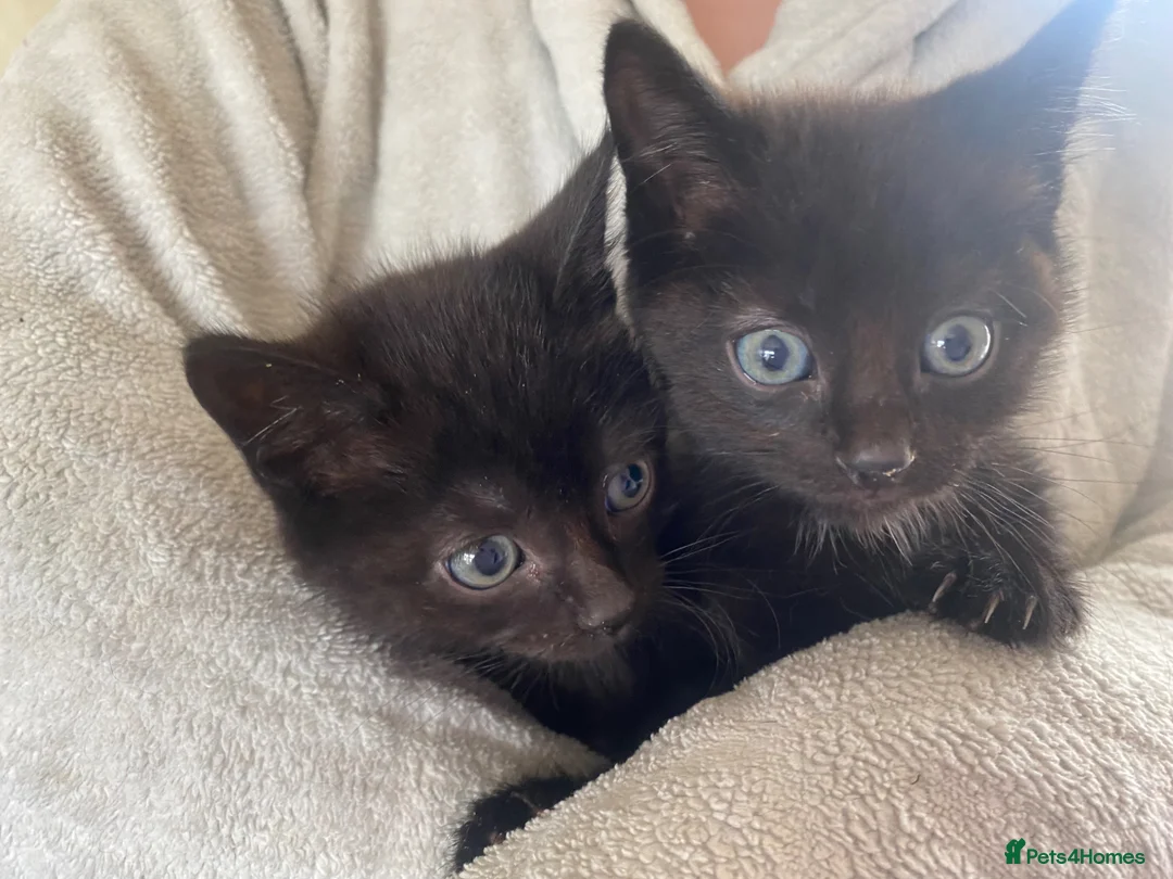 British Longhair cats for sale: Females - Advert 2