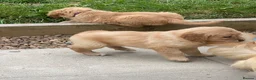 Golden Retriever dogs for sale: A happy healthy family companion  - Advert 15