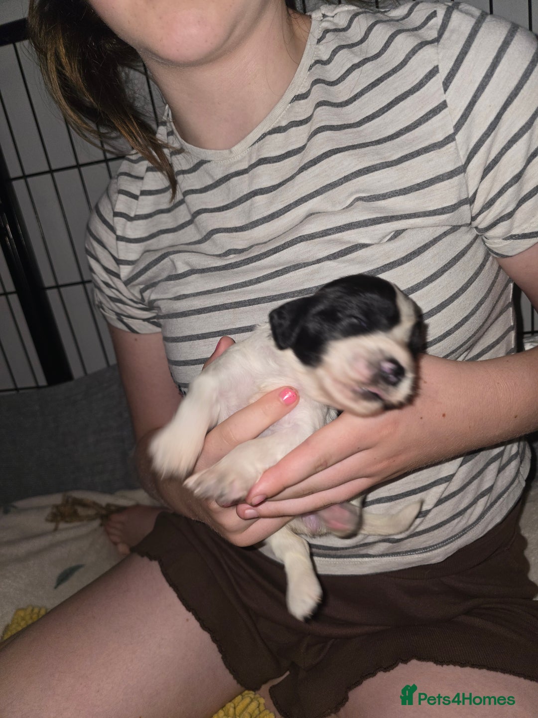 Sprocker dogs for sale: 9 Beautiful Sprocker puppies for sale - Image 6