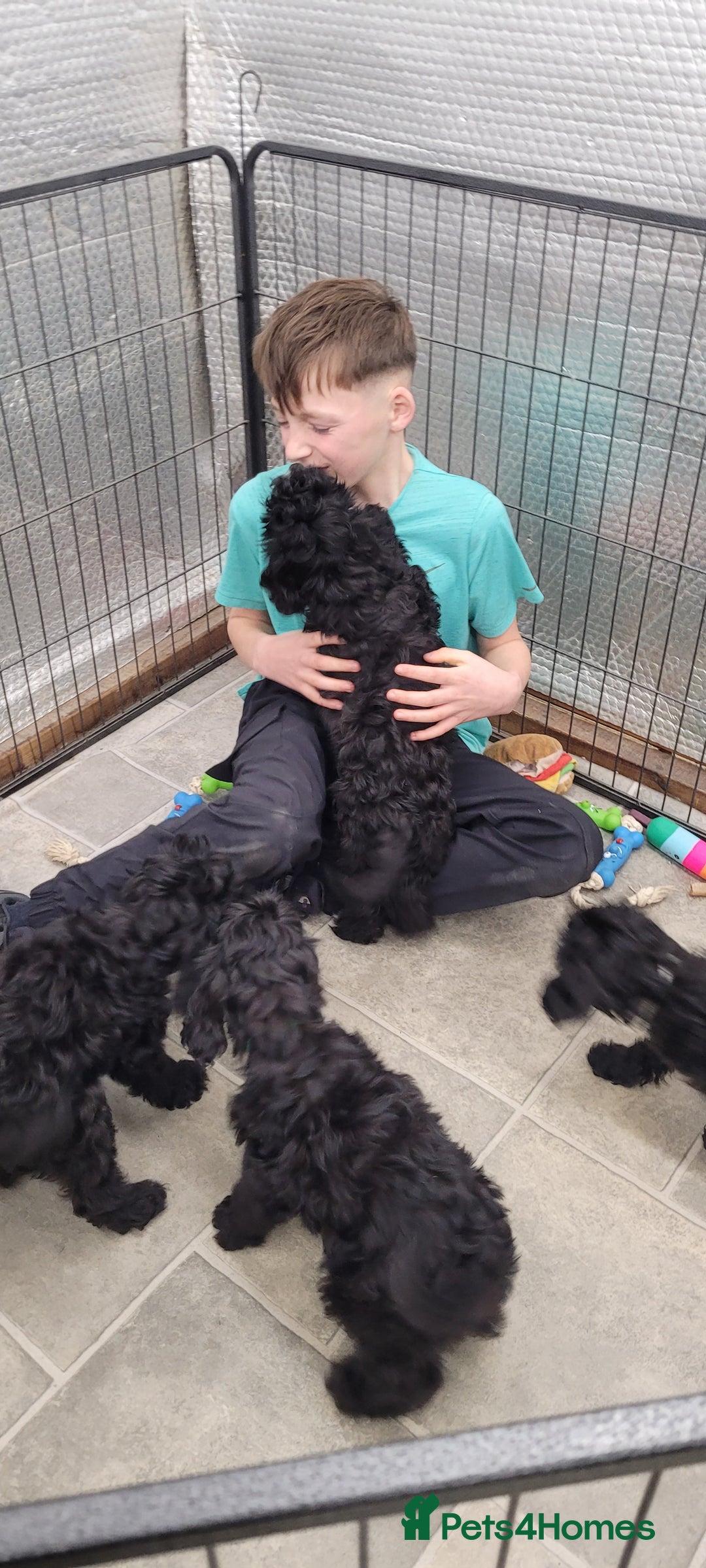 Cockapoo dogs for sale: 3 Stunning Black Girls F1 Show type cockapoos - Advert 25