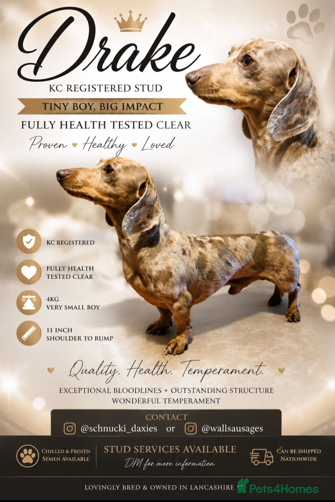 Miniature Dachshund dogs Miniature Dachshund Isabella dapple stud  - Advert 12
