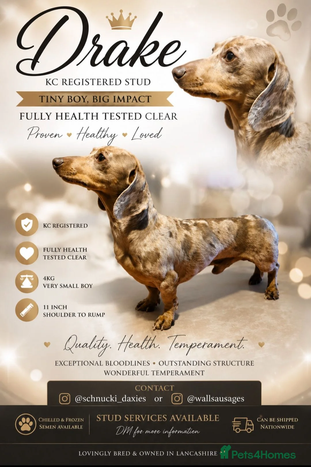 Miniature Dachshund dogs for stud: Miniature Dachshund Isabella dapple stud  - Advert 1