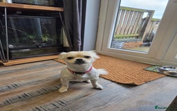 Chug dogs for sale: Lovely female chug for adoption - Image 6